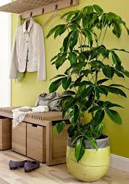 Indoor Plants Indoor Trees