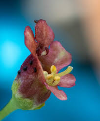 Scrophularia californica Calflora