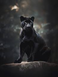 free photo view of black panther in