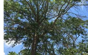 Find a fedex location in decatur, ga. Tree Health Assessments By Arbordiva Certified Arborist In Decatur Ga Alignable