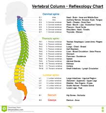 Vertebral Column Reflexology Chart Stock Vector