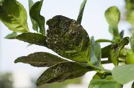 lemon tree diseases and pests with