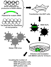 While there are many types of flu, it is in contrast to bird flus, influenza a and b viruses are very contagious, and can spread from person to person by droplets from the cough or sneeze of. Hierarchy Among Viral Rna Vrna Segments In Their Role In Vrna Incorporation Into Influenza A Virions Journal Of Virology