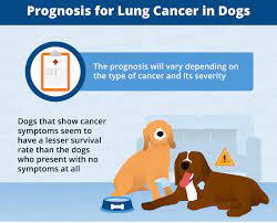 Occasionally dogs with lung cancer will limp or show signs of lameness. Lung Cancer In Dogs Causes Signs Treatment Canna Pet