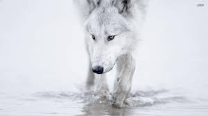 Winter Wolf Wallpapers - Wallpaper Cave