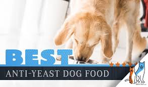 6 Best Anti Yeast Dog Foods Our Yeast Free Dog Food Guide