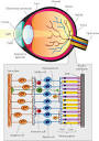 An illustrated anatomy of the eye and the cells present within the ...