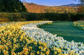 daffodil gardens gibbs gardens