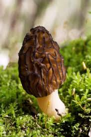Morel Mushroom Hunting Tips Secrets Guide For Beginners
