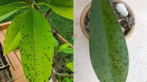 Black spots on succulents are one of the most common diseases among these plants. Black Spots On Plumeria Causes And Treatment Garden For Indoor