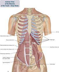 In this image, you will find juguşar notch, clavicular articulation, manubrium, body, xiphoid process, sternum, costal cartilage, vertebrochondral ribs, floating ribs, false rib, true we think this is the most useful anatomy picture that you need. 8 Muscles Of The Spine And Rib Cage Musculoskeletal Key