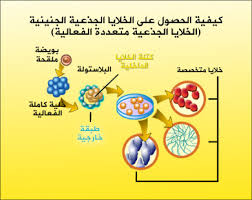 الخلايا الجذعية  Images?q=tbn:ANd9GcQpCqMc6Bf1N8TjIPTPV_xoxDUjC078ivO_DQlm4YRiBOr8MhzW