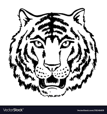 white tiger face growling head vector image