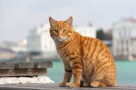 orange tabby cats facts lifespan