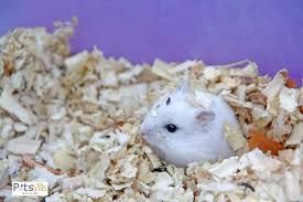 is straw safe for hamsters best type