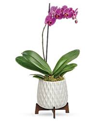 teleflora s architectural orchid plant
