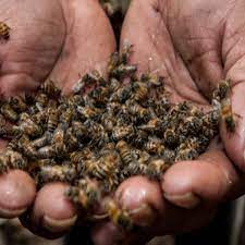 Muerte masiva de abejas por fumigación en Quintana Roo | La Verdad Noticias