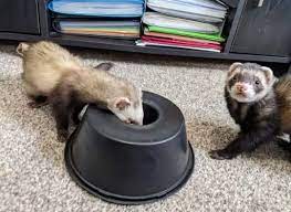 diy ferret toys 9 easy and affordable