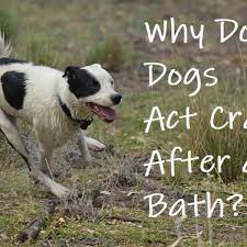 my dog run like crazy after a bath