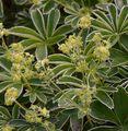 Species - Brigtht Lady's Mantle (Alchemilla nitida Buser)