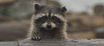 Here's a list of easy diy read how to keep raccoons out of your garden for more information about live traps, what bait to use geri on june 22, 2020: How To Get Rid Of Raccoons Under Your Deck Chem Free Blog