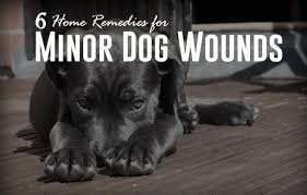 6 home remes for minor dog wounds
