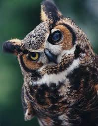 A Tribute to Owl-X – by John Stokes | American Eagle Foundation