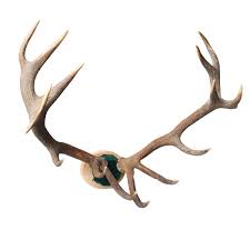 Red Stag Antler Rack Art By