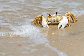 ghost crabs and ghost crabbing