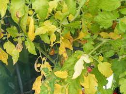 Tomato leaves turning yellow and brown. Why Are Tomato Plant Leaves Turning Yellow Greenhouse Growing