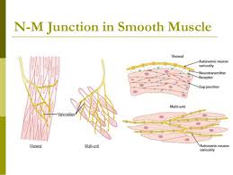Need a simple and adaptable diagram of the human muscular system? Smooth Muscles