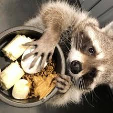 Image result for raccoons hand over mouth