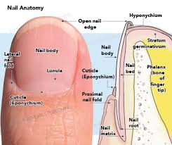 figure nail anatomy lateral nail fold
