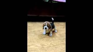 olx 9899990099 beagle pups