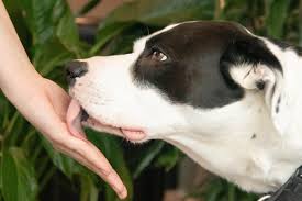 why do dogs lick you 5 common reasons