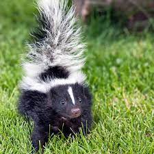 homemade skunk smell remover that
