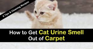 urine smell out of carpet