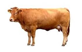 Image result for cow images