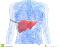 Image result for free pic of liver