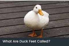 do-ducks-have-feet-or-flippers