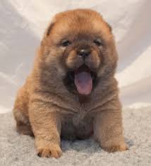 Puppies for sale near south carolina. Chow Chow Puppies For Sale Charleston Sc 278254