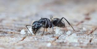 natural ways to get rid of sugar ants