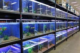 Fish Aquariums Ponds Better Pets