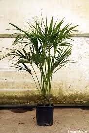 10 Best Low Light Indoor Plants Easy