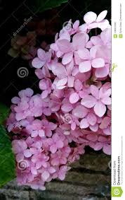 Light Pink Hortensia Bush Stock Image Image Of Garden