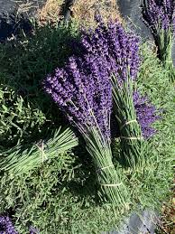 it s lavender season in oregon try