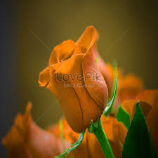 beautiful rose flower picture and hd