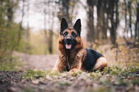 german shepherd sidewalk dog