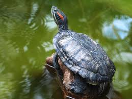What Should I Feed My Red Eared Slider Turtle