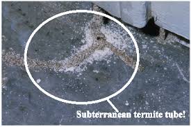 opm termite pretreatments and realtors